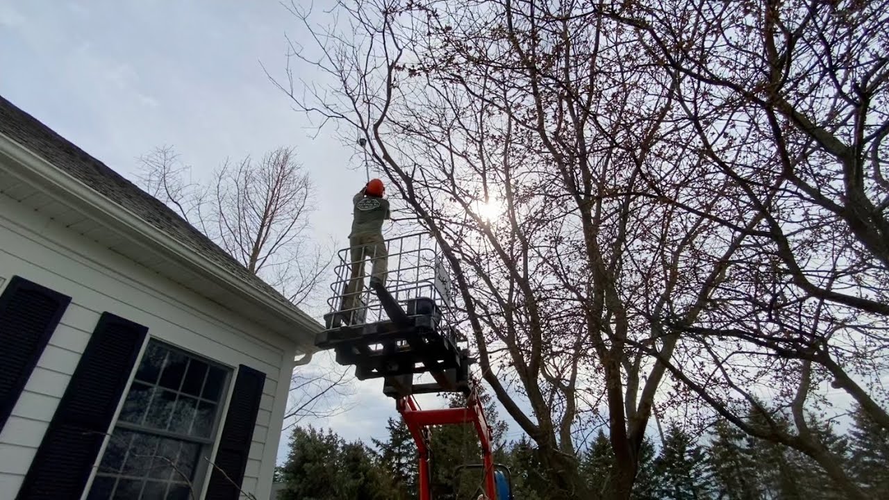 Tree Trimming, Dropping Trees With Chainsaw, Chopping Down Norway