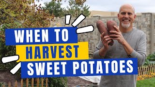 When to Harvest Sweet Potatoes + How to Cure Sweet Potatoes