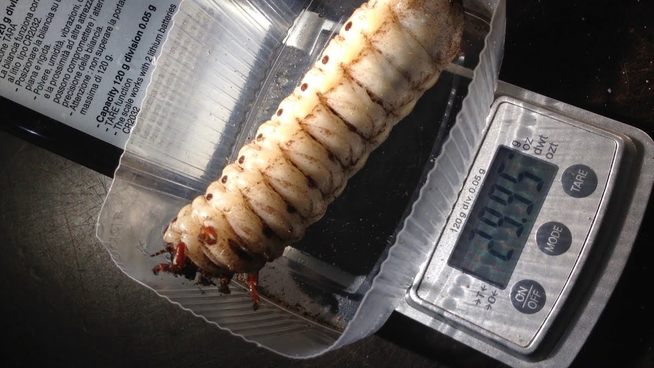 Выращивание Goliathus regius — 100-й день жизни личинок