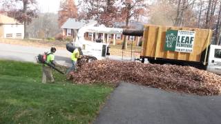 Leaf Removal