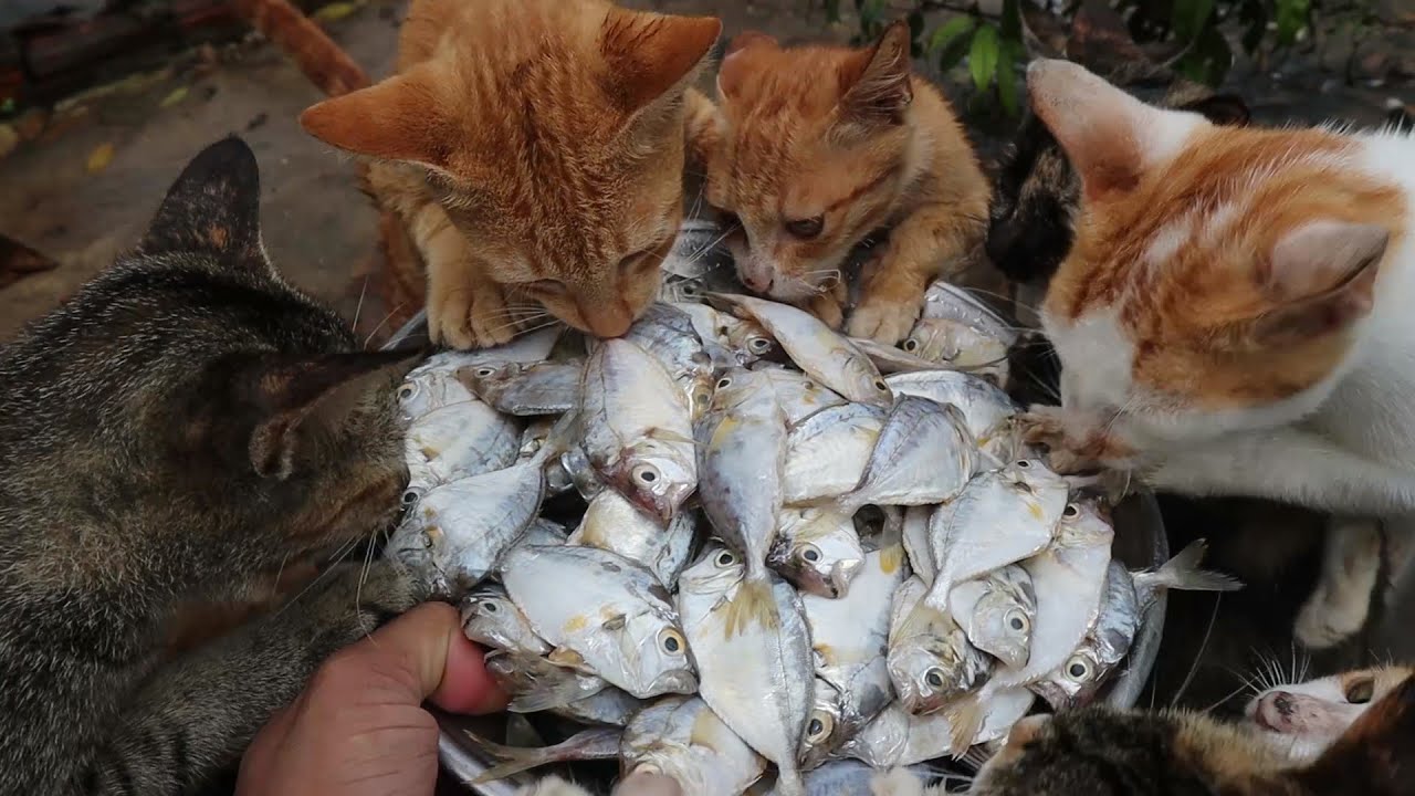 Cats Eating Raw Fish - Kittens Eating Fish | Feeding Cats