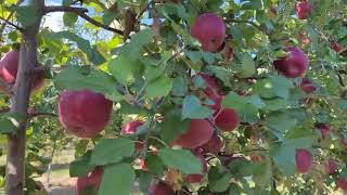 Apple picking