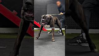 Black Mastiff TESTS UFC Champ🥊