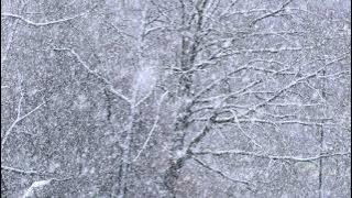 snow fall | snow falling short video | snow falling with snow sound | snow falling