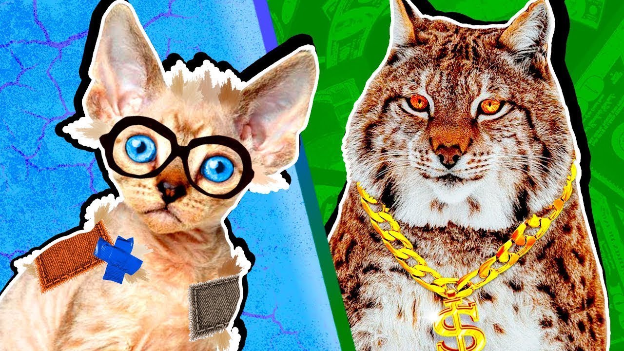 Πλούσια γάτα VS φτωχή γάτα! Διασκεδαστικό vlog για όλη την οικογένεια