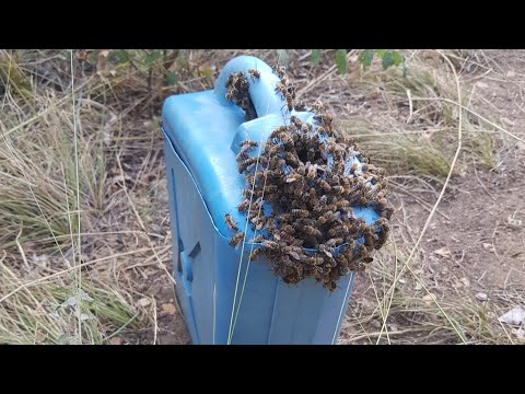 فخ النحل : كيفية صيد نحل العسل Bee trap.