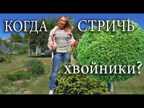 Формирование хвойных,обрезка сосны, живая изгородь