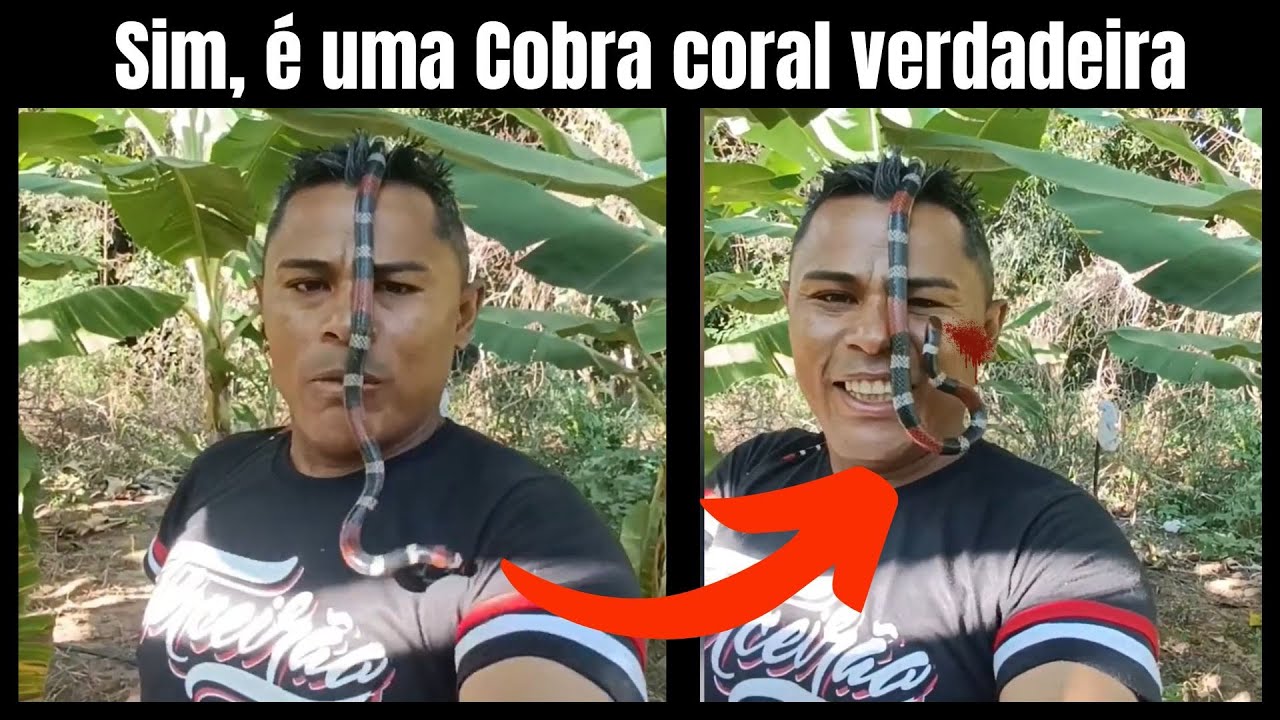 Cobra coral verdadeira e falsa cobra coral