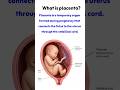 What Is the Placenta? Explained for Student Midwives & Nurses | Pregnancy Anatomy & Function