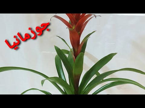 فيديو: كيفية زرع جوزمانيا