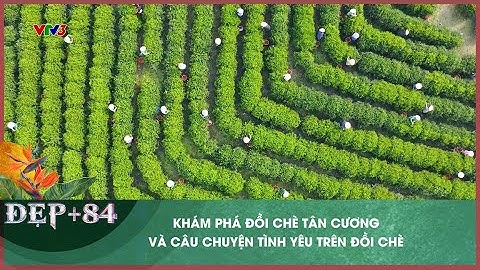 Khám phá đồi chè Tân Cương tại Thái Nguyên | Đẹp+84