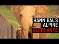 How did Hannibal's elephants cross the Alps?