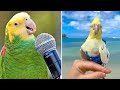 Baby Animals 🔴 Funny Parrots and Cute Birds Compilation (2020) Loros Adorables Recopilación #24