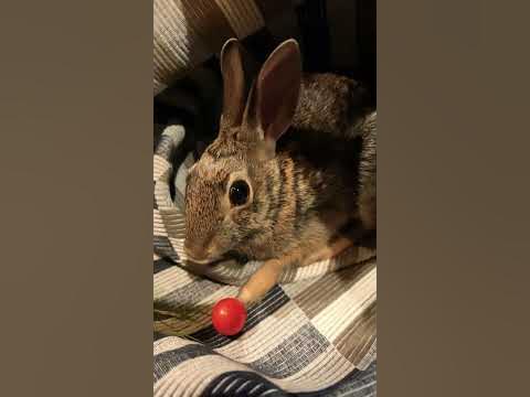 BUNNY BUNNY BUNNY UR SO FUNNY - YouTube