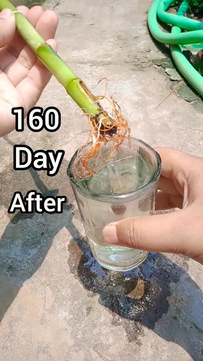 How To Grow Lucky Plant shorts YouTube how-to-grow-lucky-plant-shorts-youtube