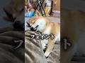 気まずいお食事タイム😀#柴犬 #豆柴 #shibainu #犬のいる暮らし #shorts