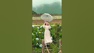 Lối hoa Cẩm tú cầu The Florest - Hoa Trong Rừng  #flowers #hoatrongrung #dalat