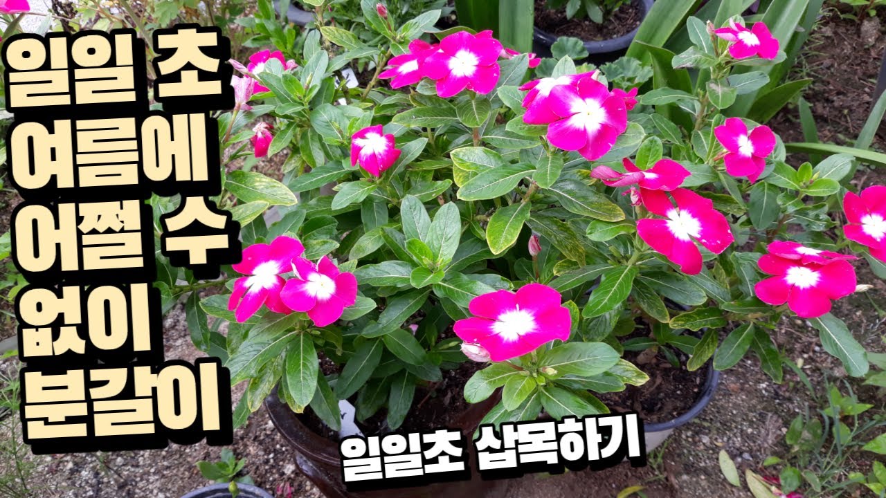 꽃이 지지 않은 일일초 할 수 없이 분갈이와 삽목을