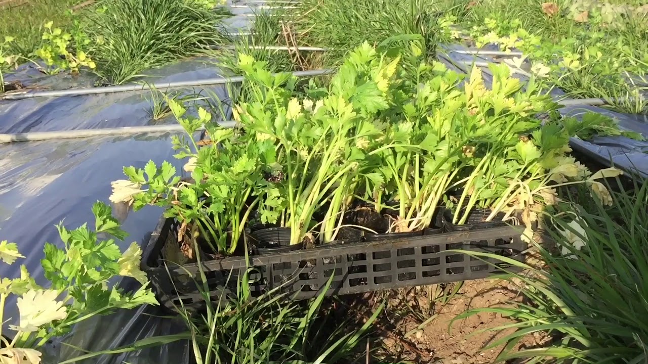 セロリの植え付け 野菜の育て方 Youtube