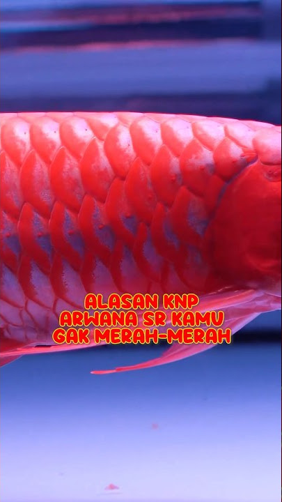 Jadi Arwana SR itu bisa Merah Karena Apa? Lampu kah? #arwana #shortsyoutube #shortvideo
