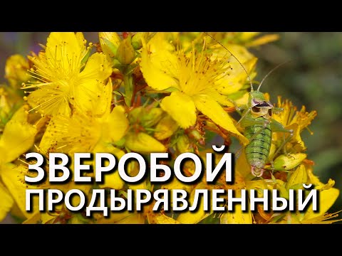 Video: Hypericum Perforatum L Fenolio Junginių Antioksidacinio Aktyvumo Santykis