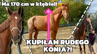 KUPIŁAM SPORTOWEGO KONIA?!  || VLOG 39