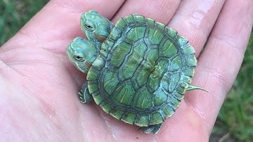 Adorable Turtle With Two Heads