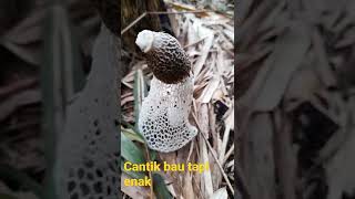 Jamur Tudung Pengantin Sicantik Bau Tapi Enak
