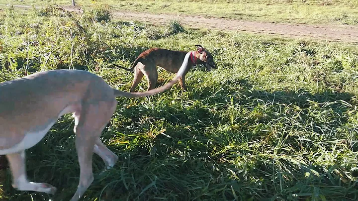 3 and 5 months old whippet puppies