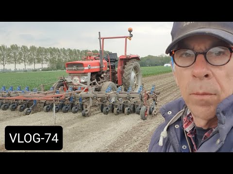 Video: Wanneer oogst je uien die voor de winter zijn geplant in 2020?