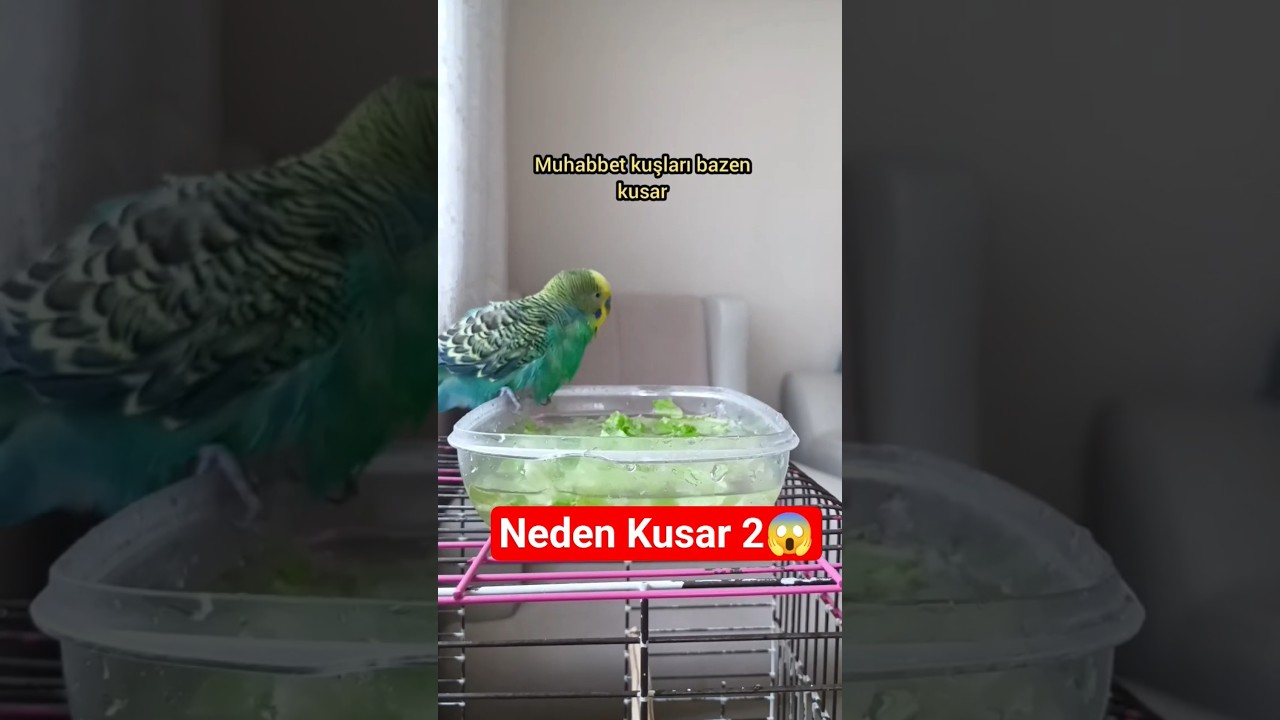 Muhabbet Kuşları Neden Kusar 2.bölüm #muhabbetkuşu #birdsong #budgies #birds #parakeet #parrot