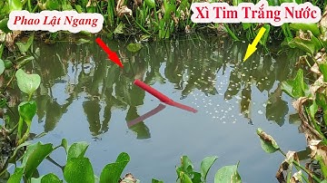 Câu Cá Rô Đồng , Bất Ngờ Đụng Phải Con Cá Trê Dừa Khủng Ăn Xì Tim Kéo Phao Lật Ngang