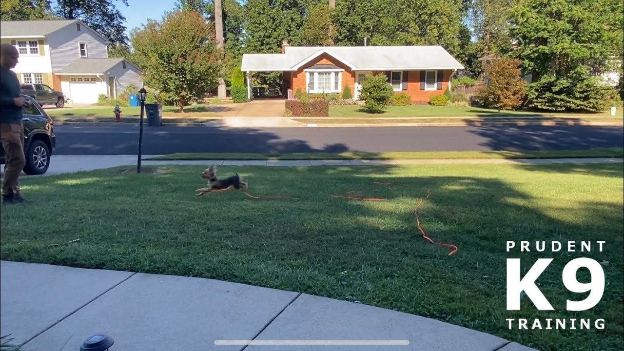 Prudent K9 Training - Aliyah - Sit/Stay and Recall