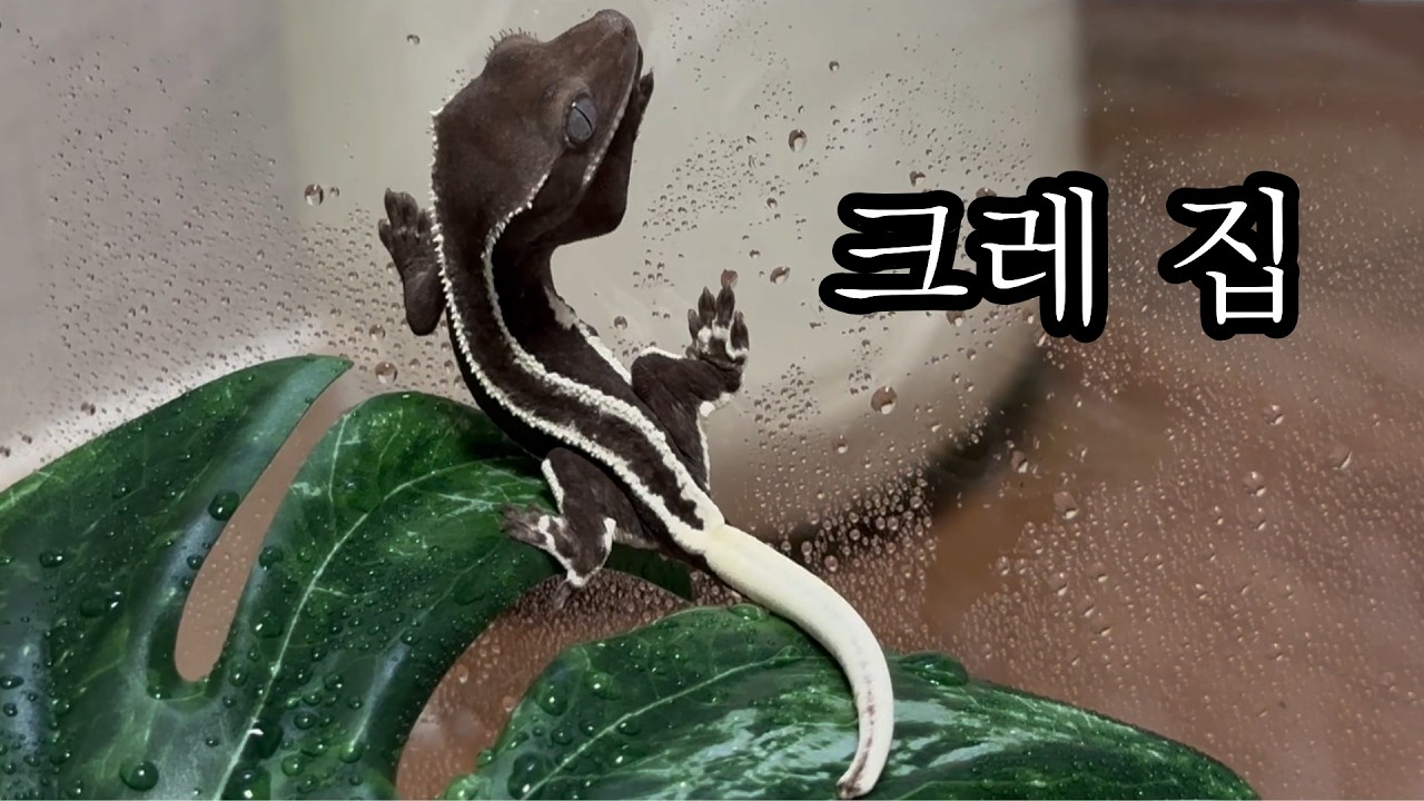 크레스티드 게코 이사 브이로그(feat.똥손 집사)