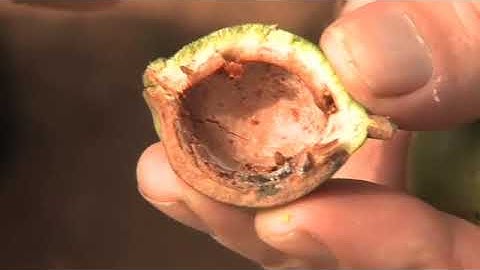 Control of the macadamia nut borer and false codling moth