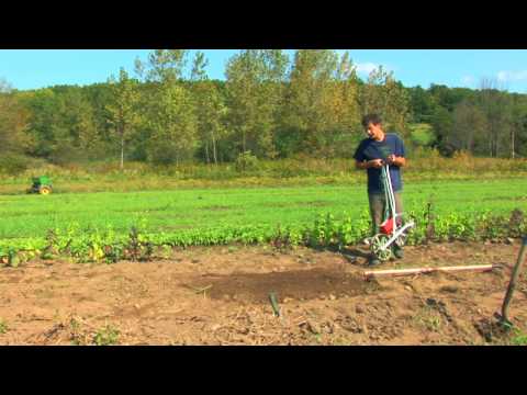 Video: Springtime Chard Growing - Cara Menanam Swiss Chard Di Musim Semi