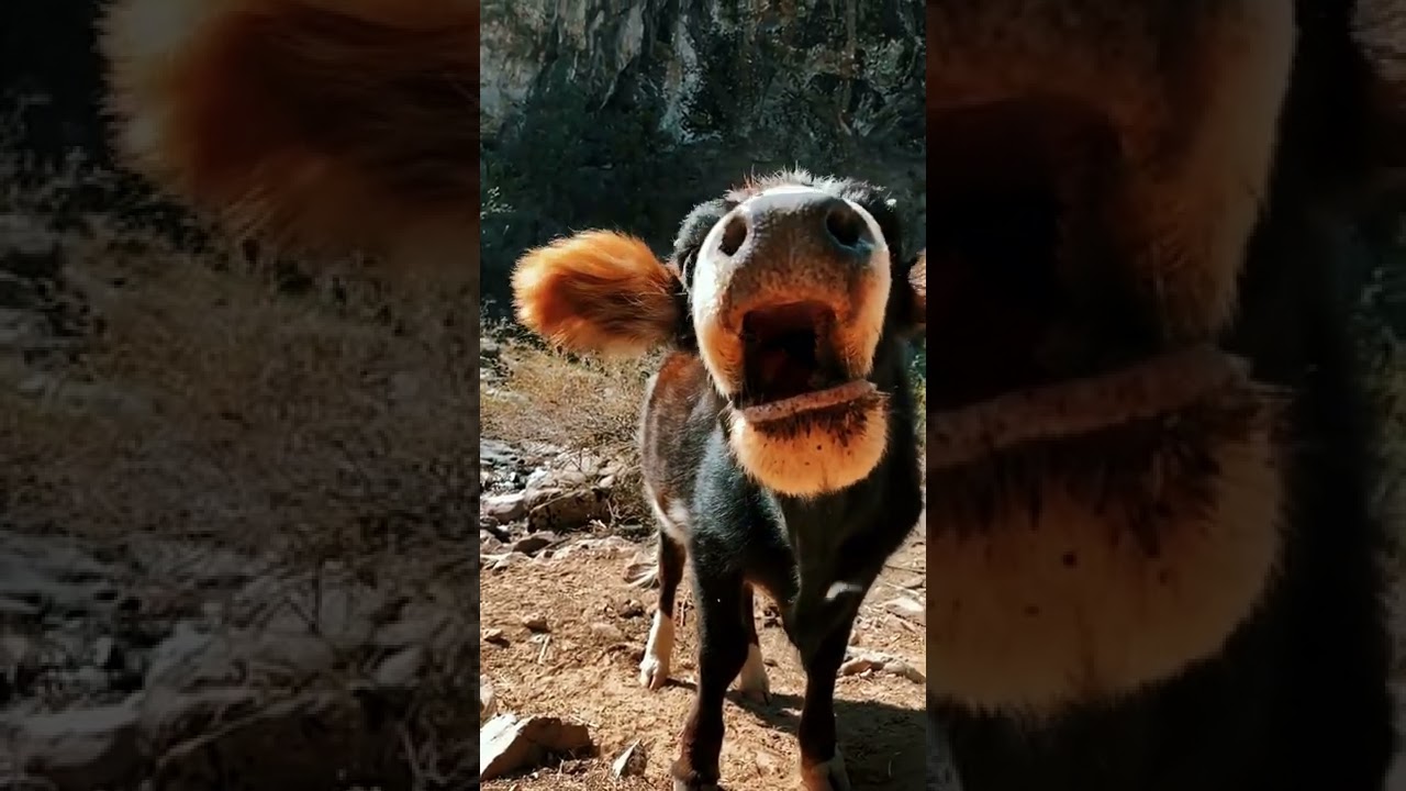 cow noise, funny noises, cow sound, #youtubeshorts #youtubeshort #shorts #shortvideo #short