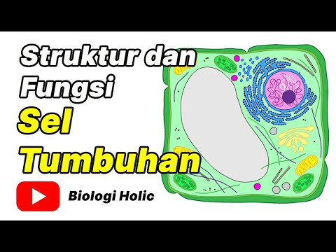 Video: Organel apa yang tidak terdapat pada sel tumbuhan?