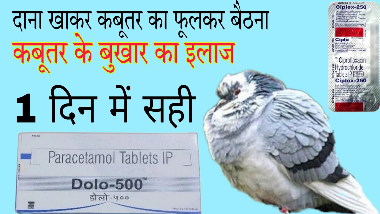 कबूतर के बुखार का इलाज। कबूतर का दाना खाकर फूलकर बैठना बदलते मौसम में होने वाली बीमारियों का इलाज।