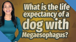 What is the life expectancy of a dog with Megaesophagus?