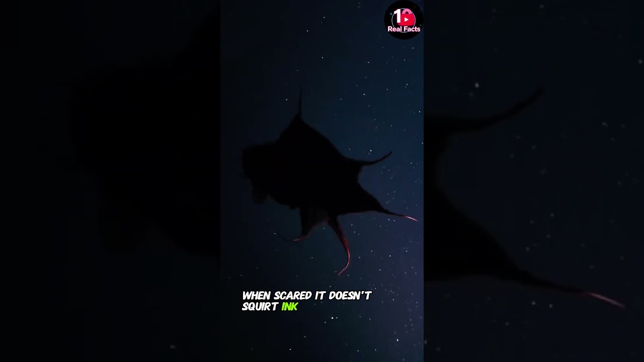 5 Weird Facts About The Vampire Squid 