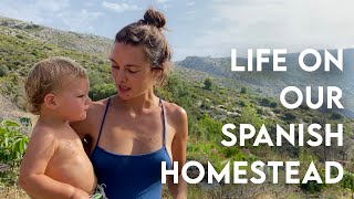 Building an OFF-GRID HOMESTEAD | Restoring our abandoned land