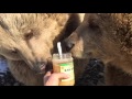 Do bears really like honey? You be the judge!