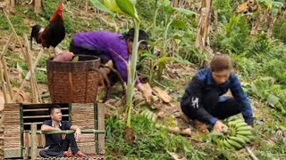 The bananas are picked from high mountain forests