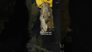 On a night hunt with New York&#39;s anti-rat vigilantes #shorts