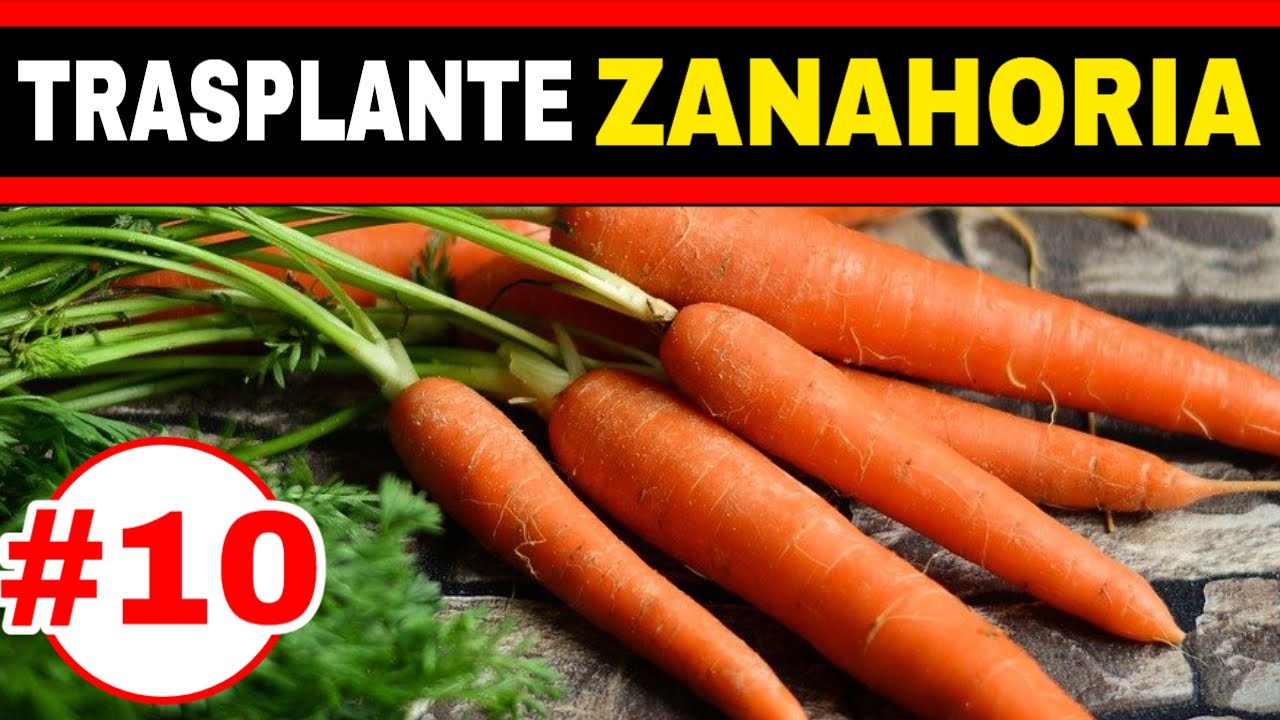✔️TRASPLANTE de ZANAHORIAS.... 🟡SIIIII se pueden TRASPLANTAR y 🟢SEGUIR cosechando ZANAHORIAS