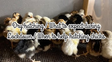 A walk through of the dry through incubation method / when to help shrink wrapped chicks