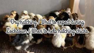 A walk through of the dry through incubation method \/ when to help shrink wrapped chicks