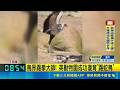 95年來首次！英國動物園成功復育踢蛇鳥 長腿重踹毒蛇鱗片不怕咬｜三立新聞LIVE