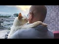 It's the Cutest Thing Ever When A Cat Loves and Supports Its Human